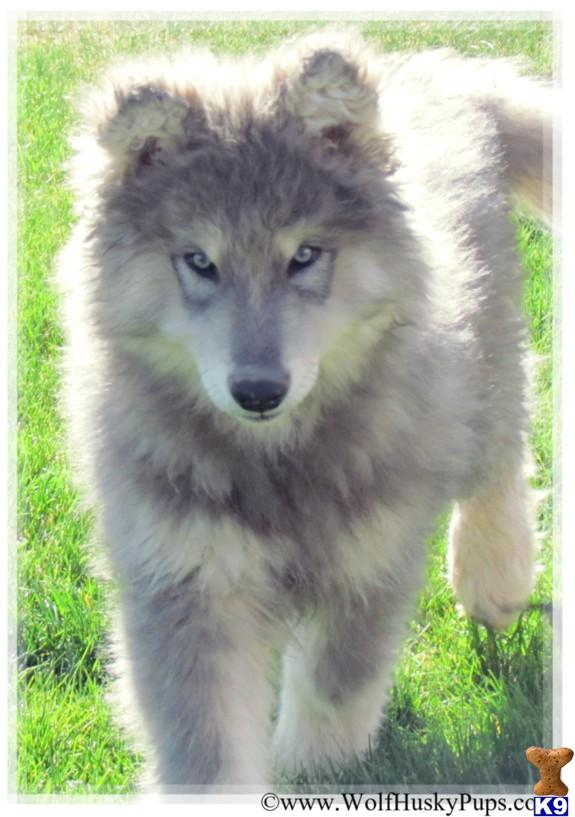 Wolf Dog